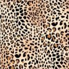 Gabardina Estampada Leopardo Negro