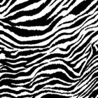 Magaly Estampado Zebra