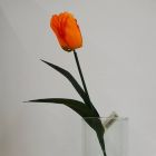 Tulipán Naranja Mod.TM-T0284-58008B