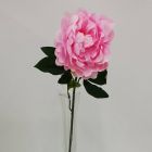 Peony Rosa Mod.3548-GM53801