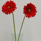 Gerbera Roja Mod.3798