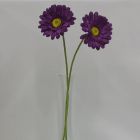 Gerbera Morada Mod.3798