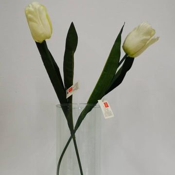 Tulipán Crema Mod.TM-T0284-58008B