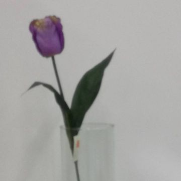 Tulipán Lila Mod.TM-T0284-58008B