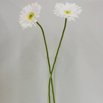 Gerbera Blanca Mod.3798