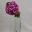 Hortensia Morada Mod.56612B