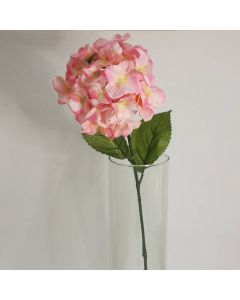 Hortensia Rosa