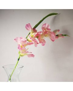 Gladiola Rosa