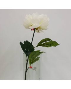 Peony Crema Mod.3548-GM53801