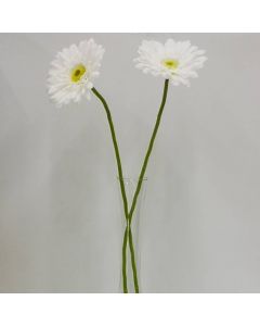 Gerbera Blanca Mod.3798